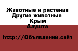 Животные и растения Другие животные. Крым,Алушта